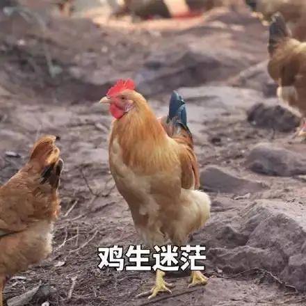 一道旭光分两地鸡啼鼠走四十六是什么生肖,警惕虚假宣传,科学解答解释落实